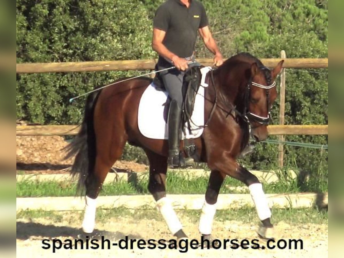 PRE Mix Stallion 4 years 15,2 hh Brown in Barcelona