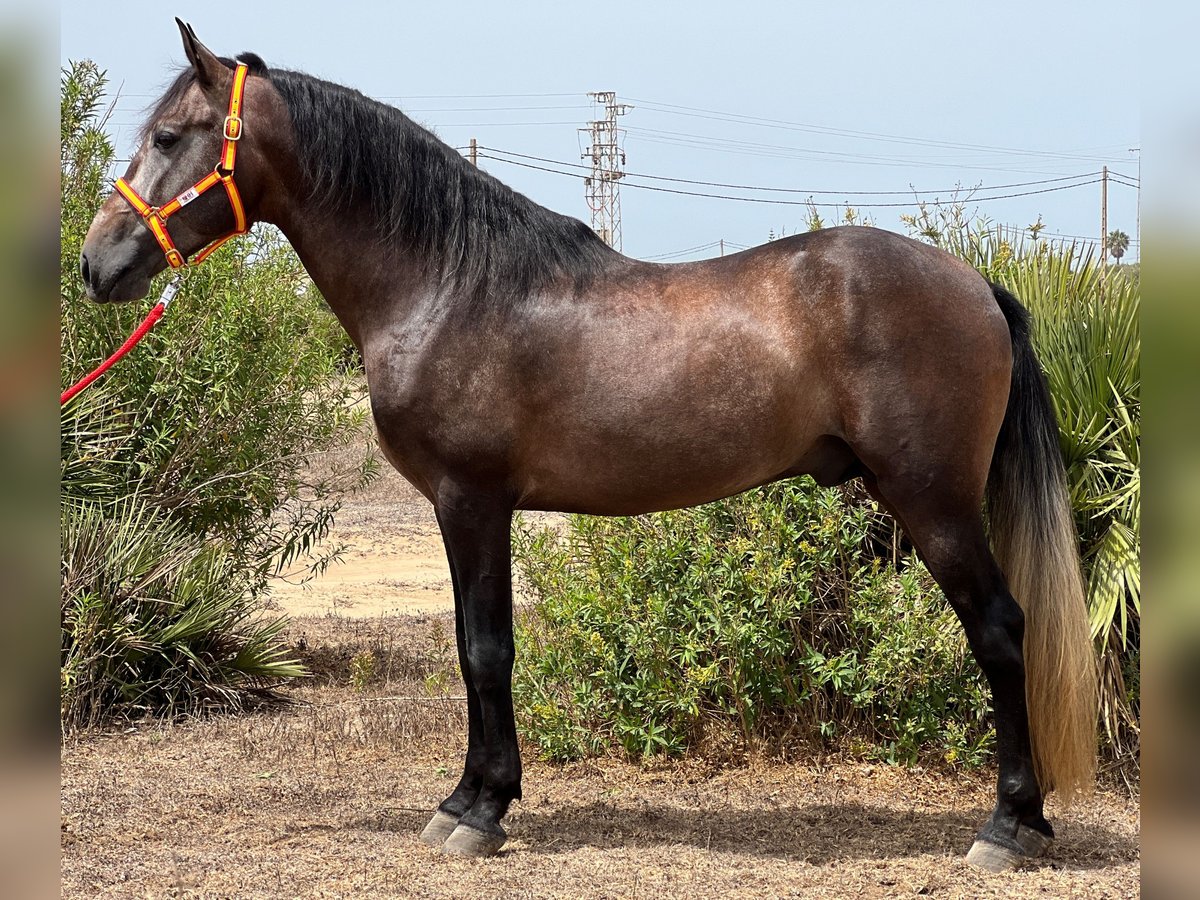 PRE Stallion 4 years 15,2 hh Brown Falb mold in EL PALMAR