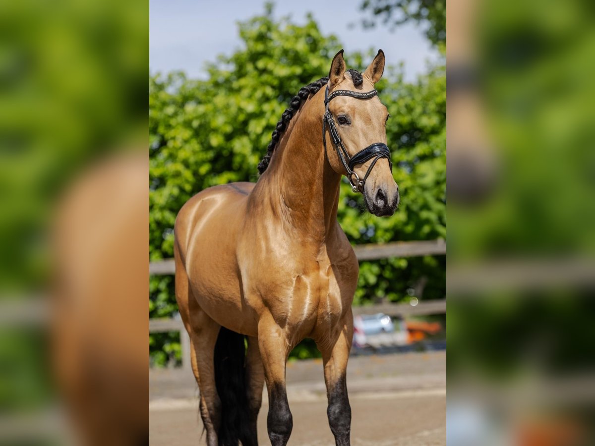 PRE Mix Stallion 4 years 15,2 hh Buckskin in Sm