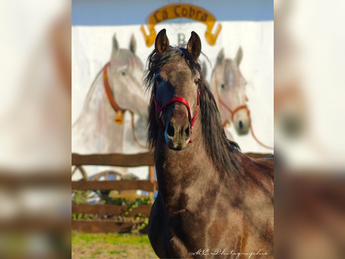 PRE Stallion 4 years 15,2 hh Can be white in Polenz