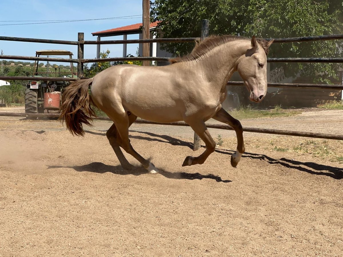 PRE Mix Stallion 4 years 15,2 hh Champagne in Rafelguaraf