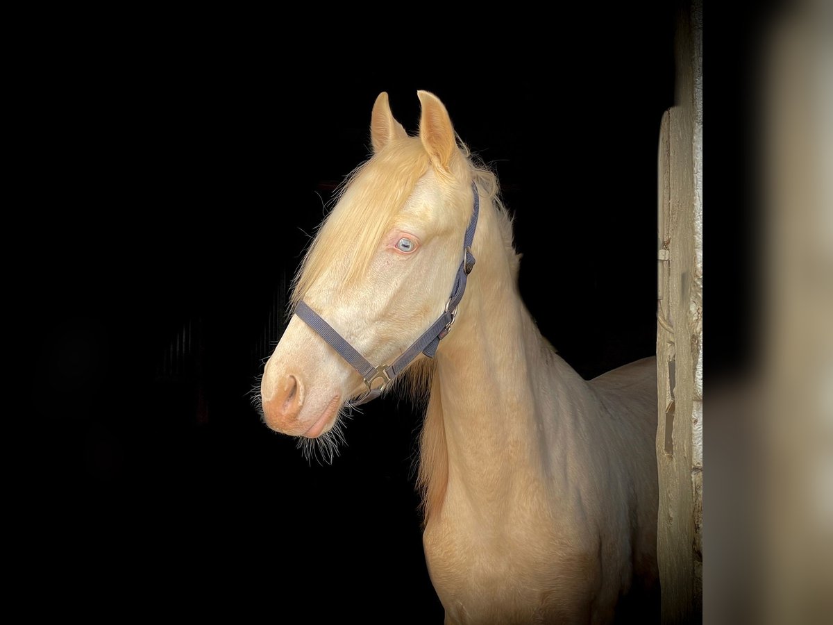 PRE Mix Stallion 4 years 15,2 hh Cremello in Südharz