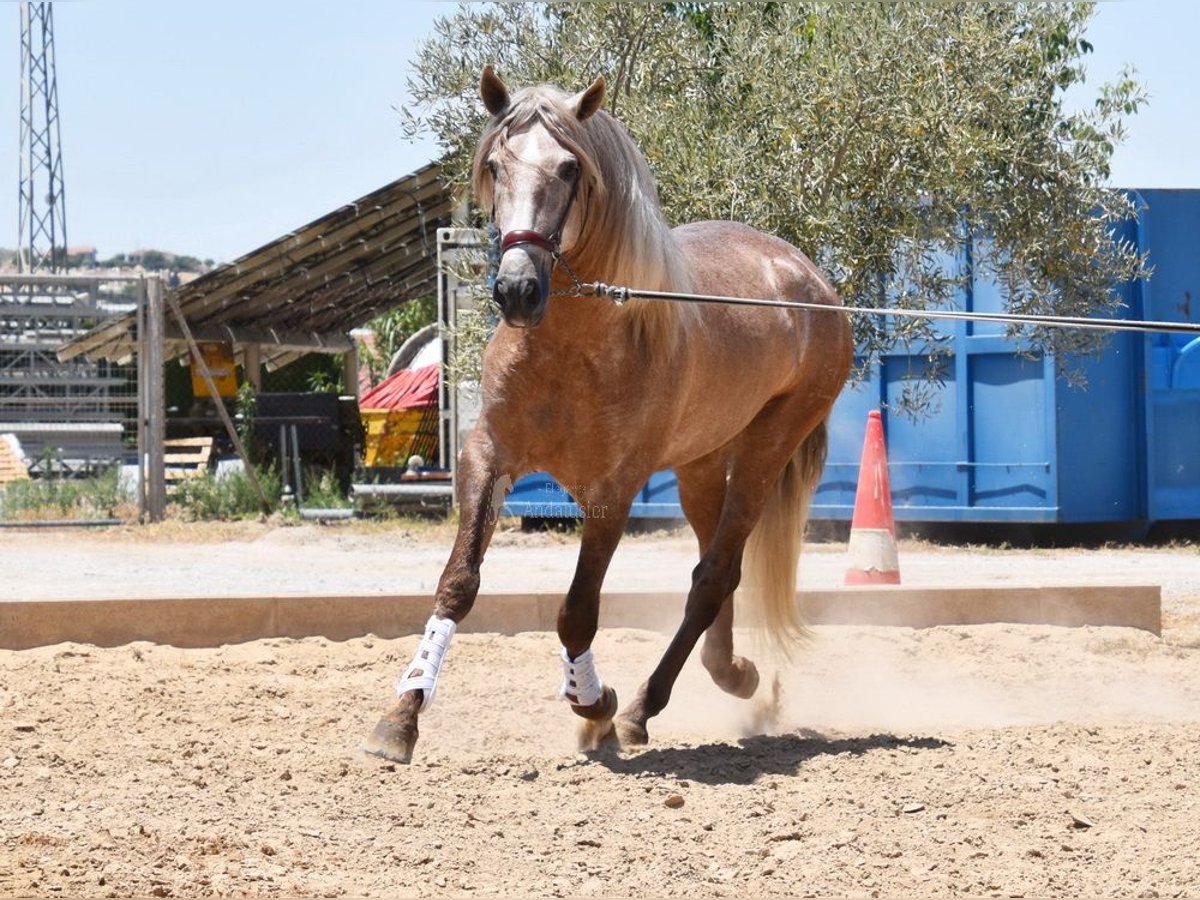 PRE Stallion 4 years 15,2 hh in Provinz Granada