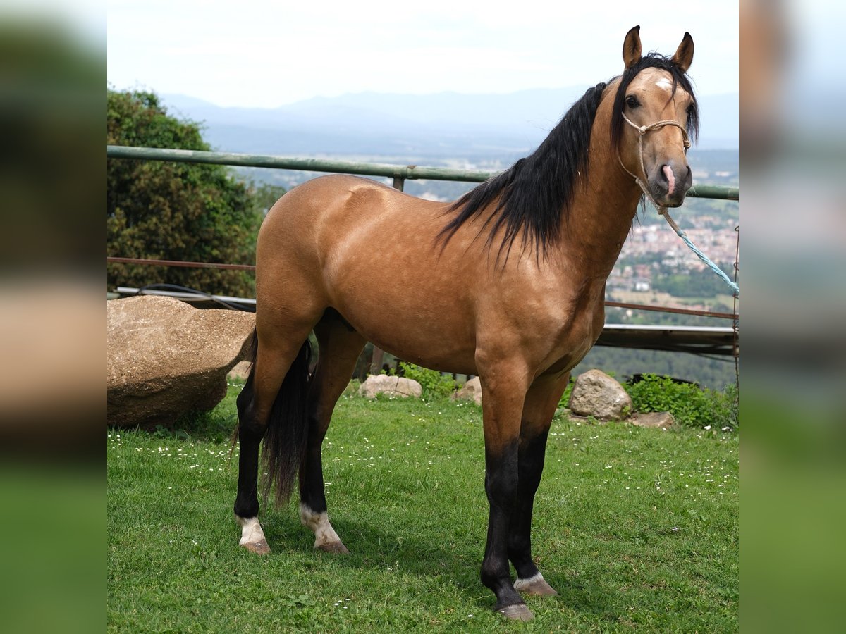 PRE Mix Stallion 4 years 15,2 hh Dun in Hamburg