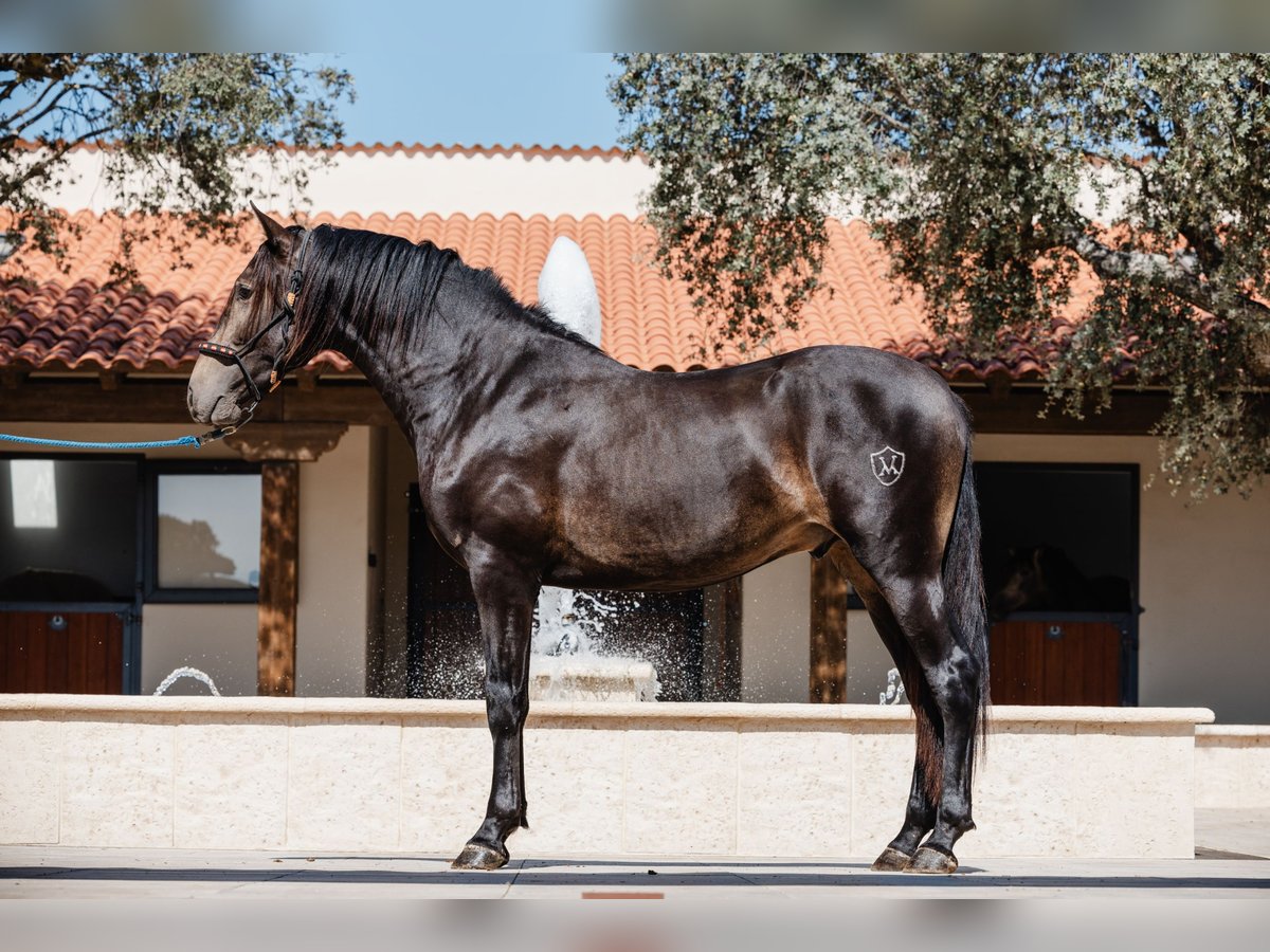 PRE Stallion 4 years 15,2 hh Dun in BAÑOS DE LEDESMA