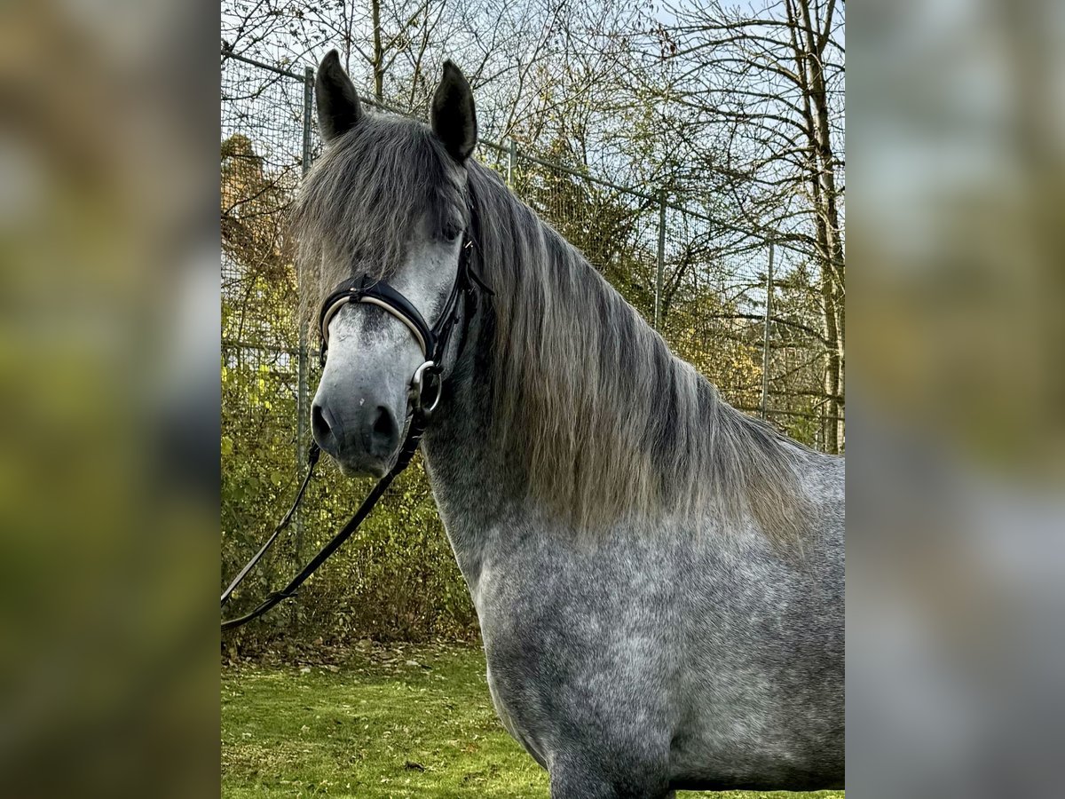 PRE Stallion 4 years 15,2 hh Gray-Dapple in Filderstadt