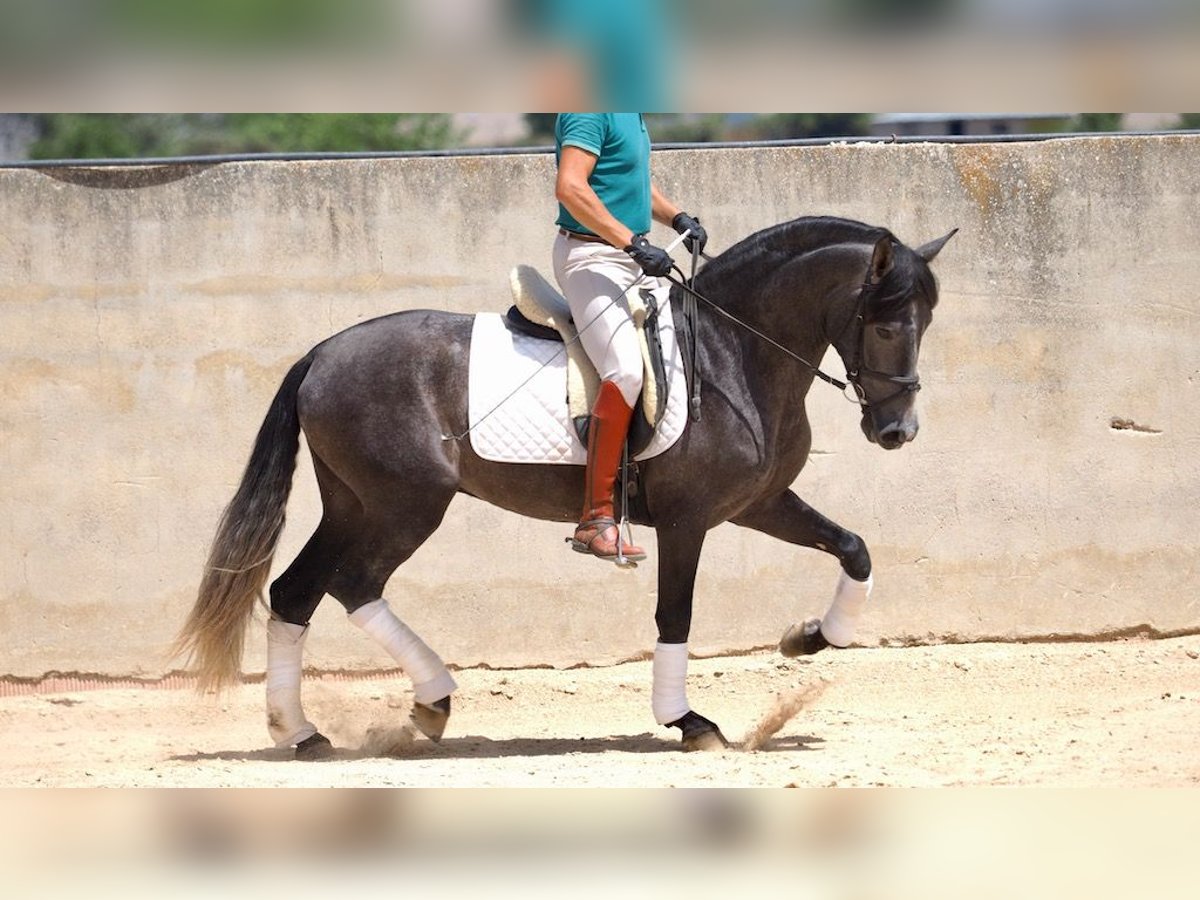 PRE Mix Stallion 4 years 15,2 hh Gray in NAVAS DEL MADRONO