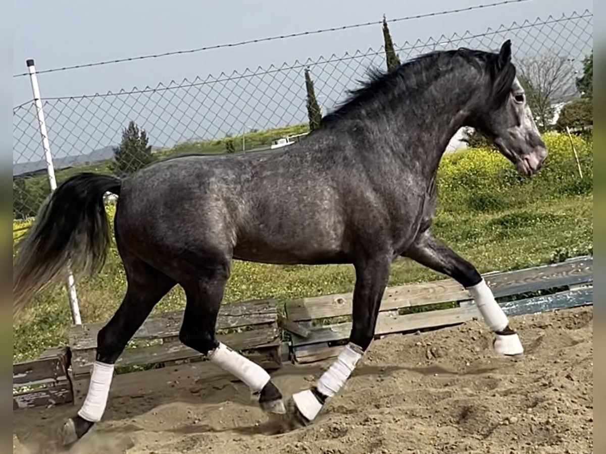 PRE Stallion 4 years 15,2 hh Gray in Belmez