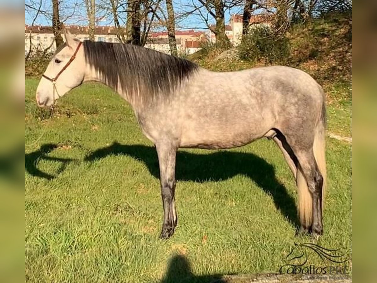 PRE Stallion 4 years 15,2 hh Gray in Galicien