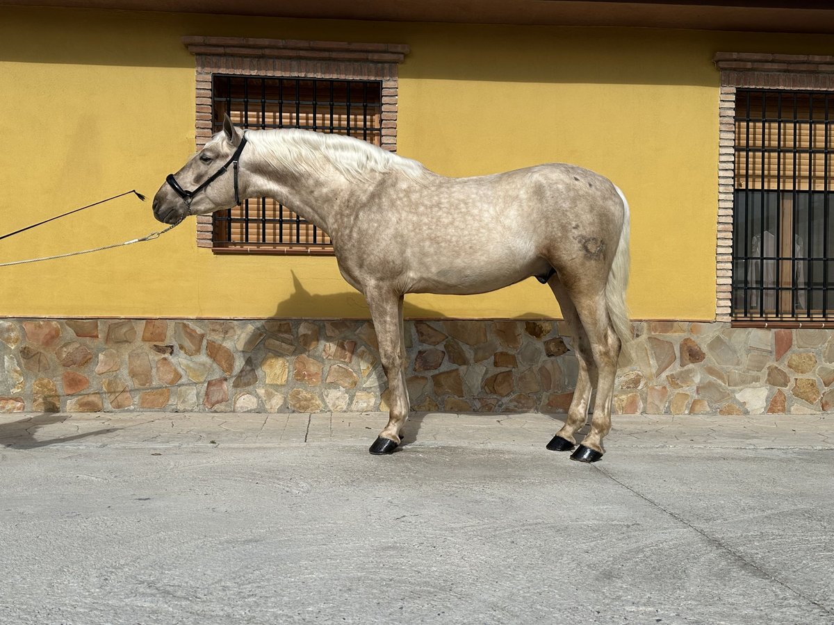 PRE Stallion 4 years 15,2 hh Palomino in Valderrubio