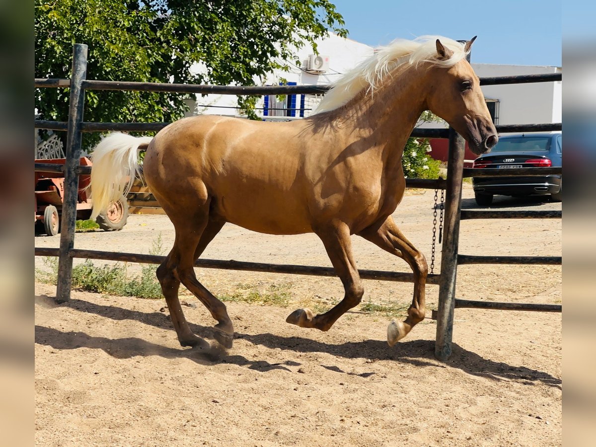 PRE Mix Stallion 4 years 15,2 hh Palomino in Rafelguaraf