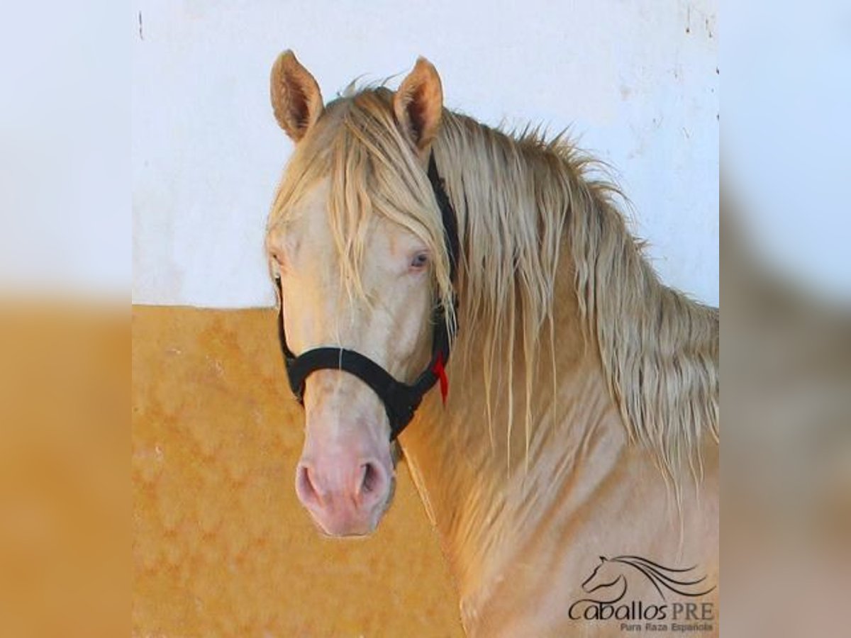 PRE Stallion 4 years 15,2 hh Perlino in Alicante