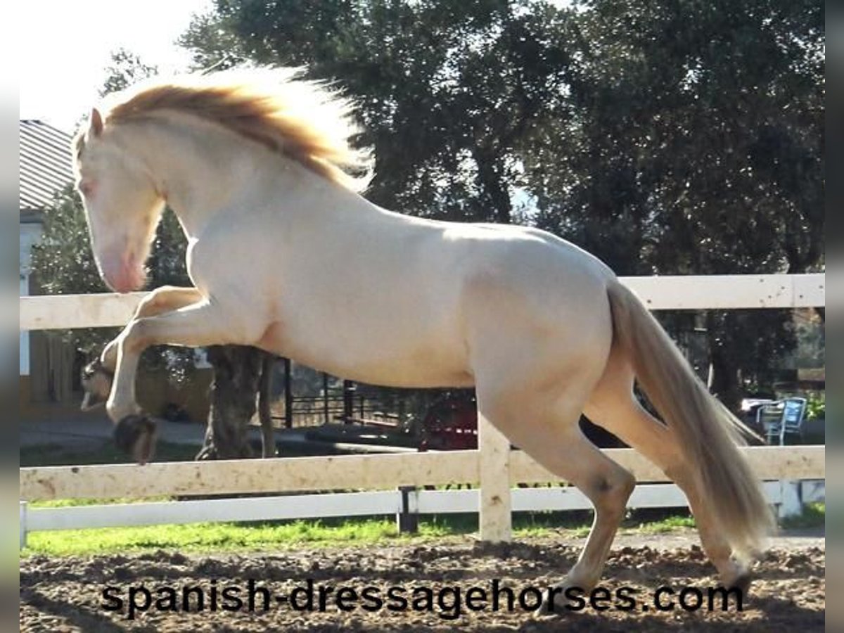 PRE Stallion 4 years 15,3 hh Perlino in Barcelona