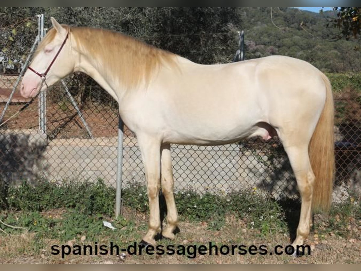 PRE Mix Stallion 4 years 15,3 hh Perlino in Barcelona