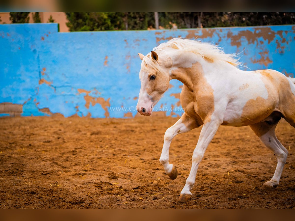 PRE Mix Stallion 4 years 15,1 hh Tobiano-all-colors in Valencia