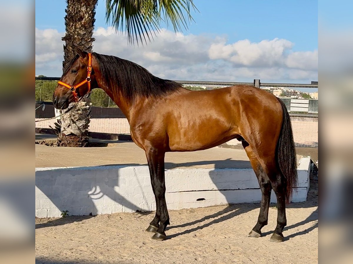 PRE Stallion 4 years 15,2 hh Brown in Cubelles PRE Stallion 4 years 15,2 hh Brown in Cubelles