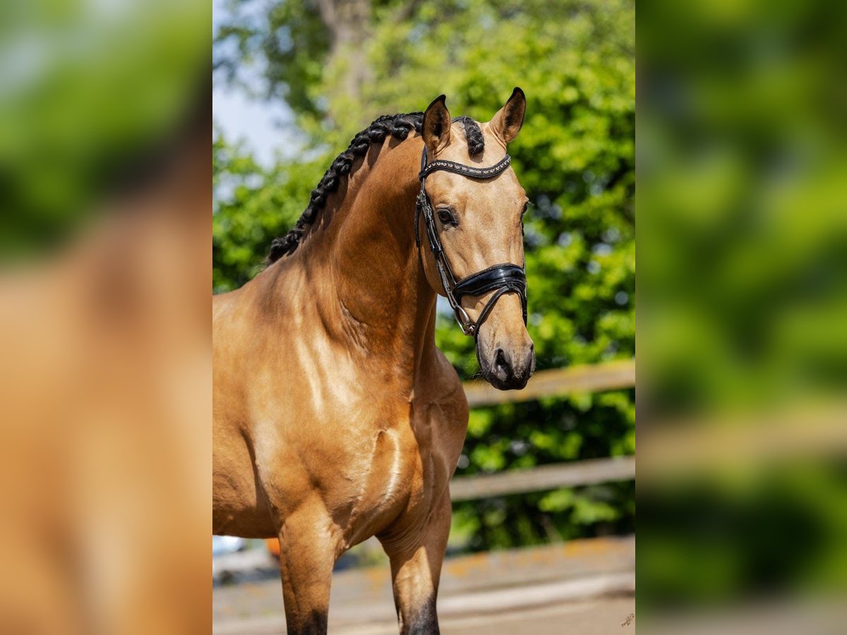 PRE Mix Stallion 4 years 15,2 hh Buckskin in Sm