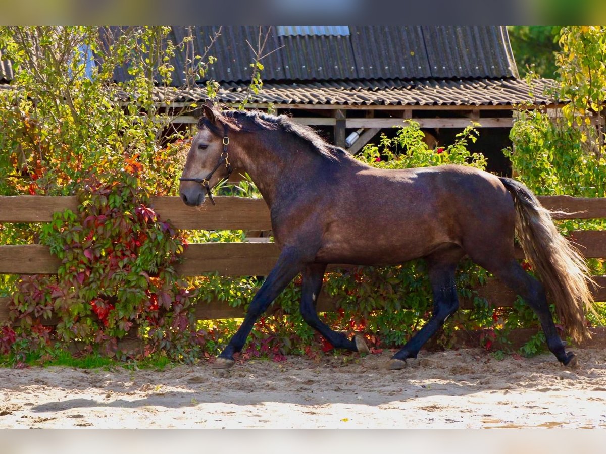 PRE Stallion 4 years 15,2 hh Can be white in Polenz