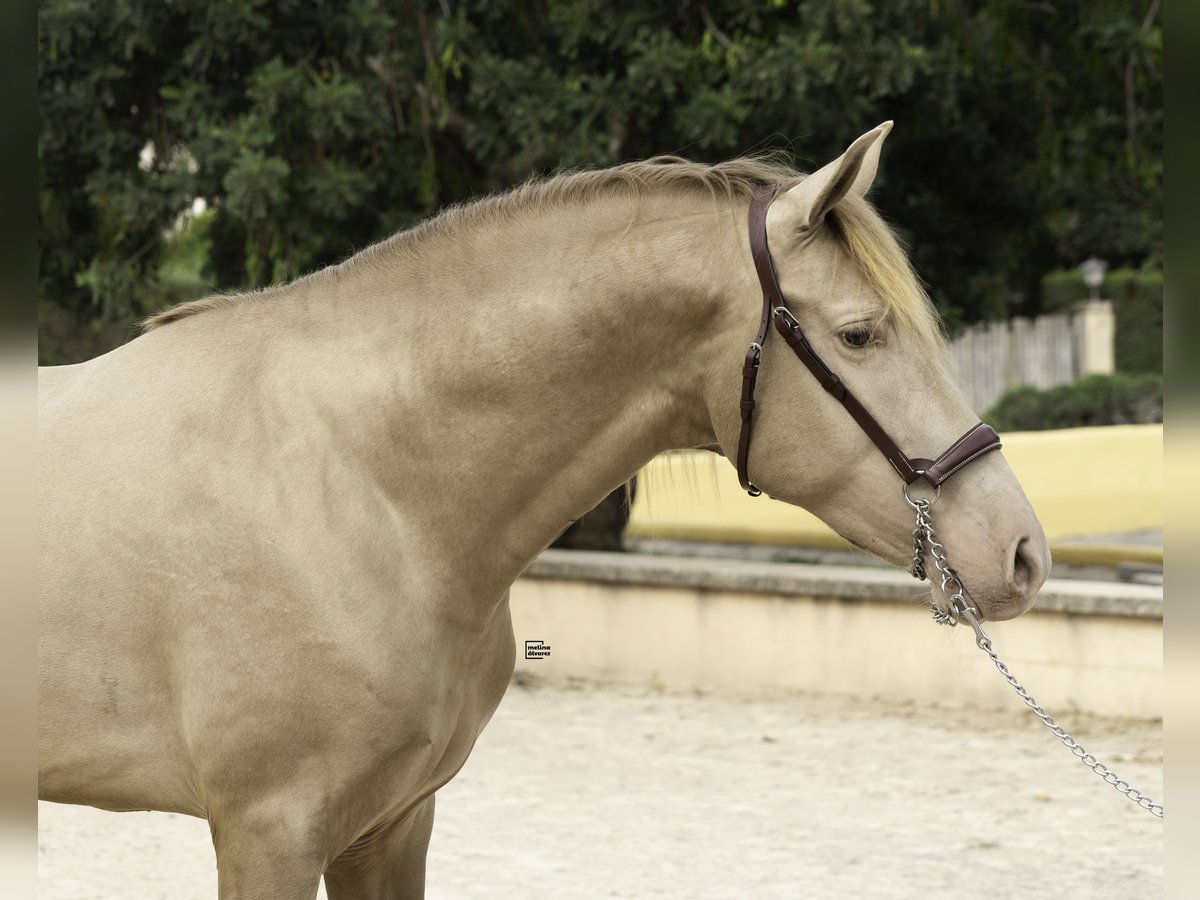 PRE Mix Stallion 4 years 15,2 hh Champagne in Palma De Mallorca