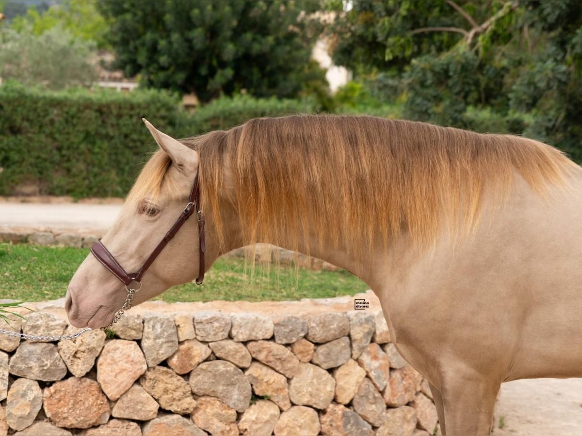 PRE Stallion 4 years 15,2 hh Champagne in Palma De Mallorca