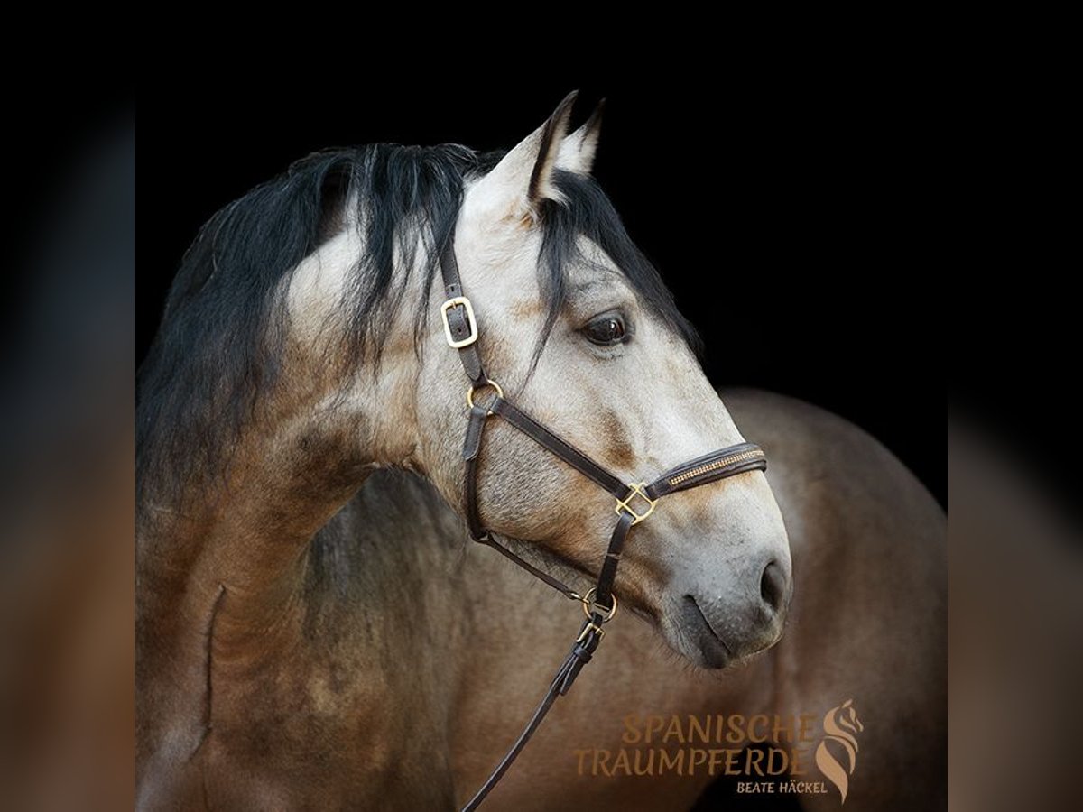 PRE Stallion 4 years 15,2 hh Dun in Traventhal