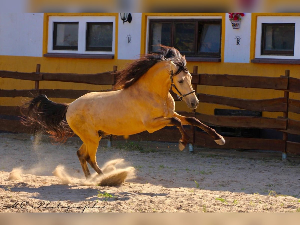 PRE Mix Stallion 4 years 15,2 hh Dun in POLENZ