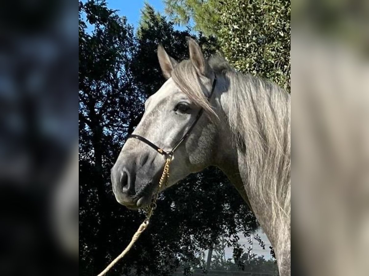 PRE Mix Stallion 4 years 15,2 hh Gray-Dapple in Martfeld