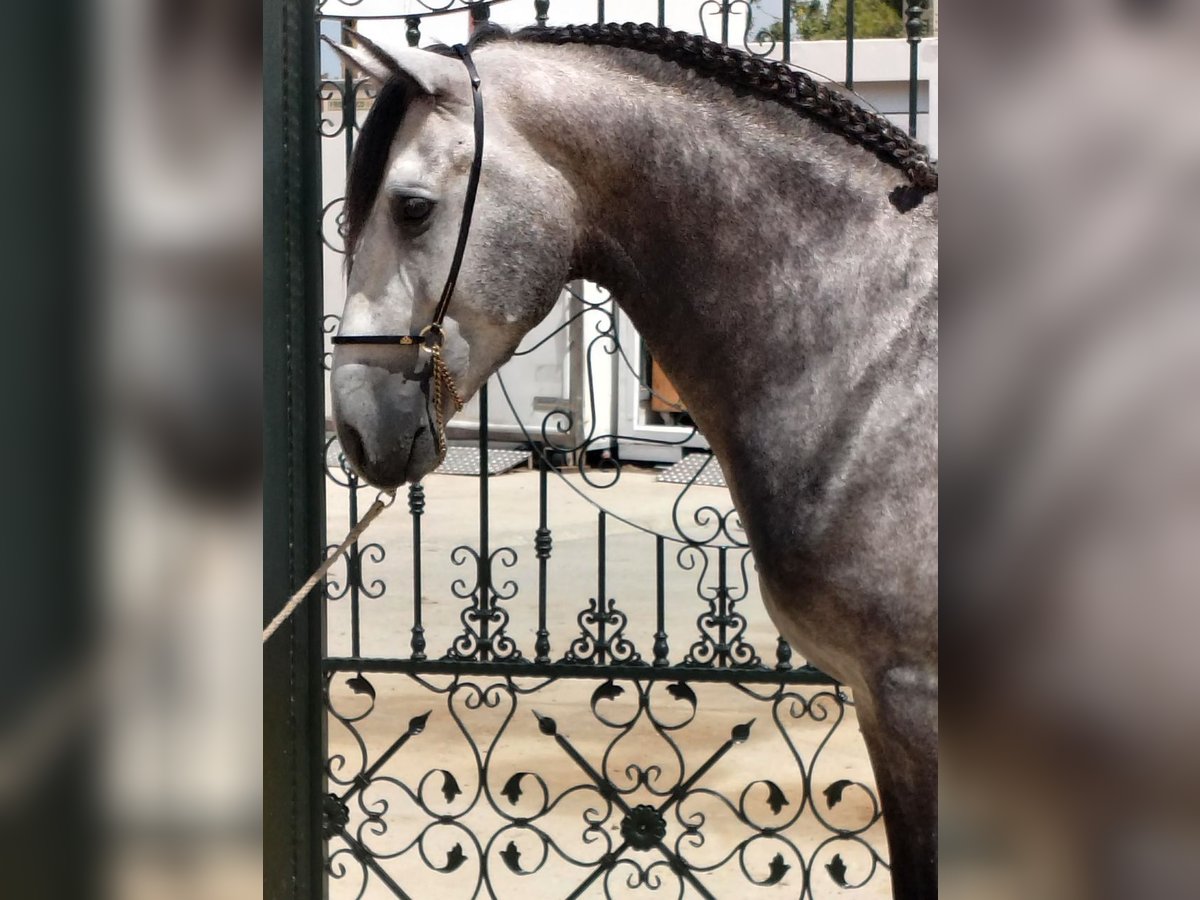 PRE Mix Stallion 4 years 15,2 hh Gray-Dapple in Neu-Anspach PRE Mix Stallion 4 years 15,2 hh Gray-Dapple in Neu-Anspach