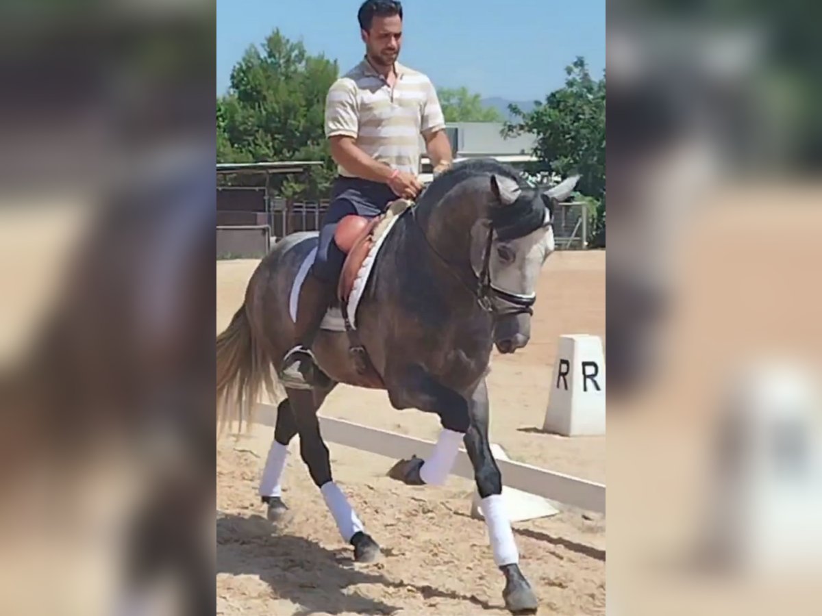 PRE Mix Stallion 4 years 15,2 hh Gray-Dapple in Neu-Anspach