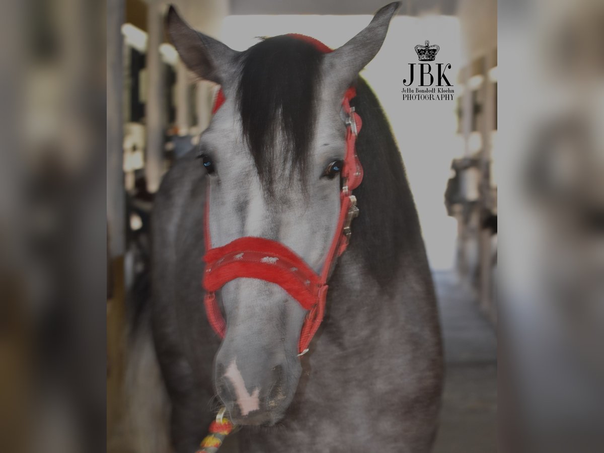 PRE Stallion 4 years 15,2 hh Grey in tabernas Almeria