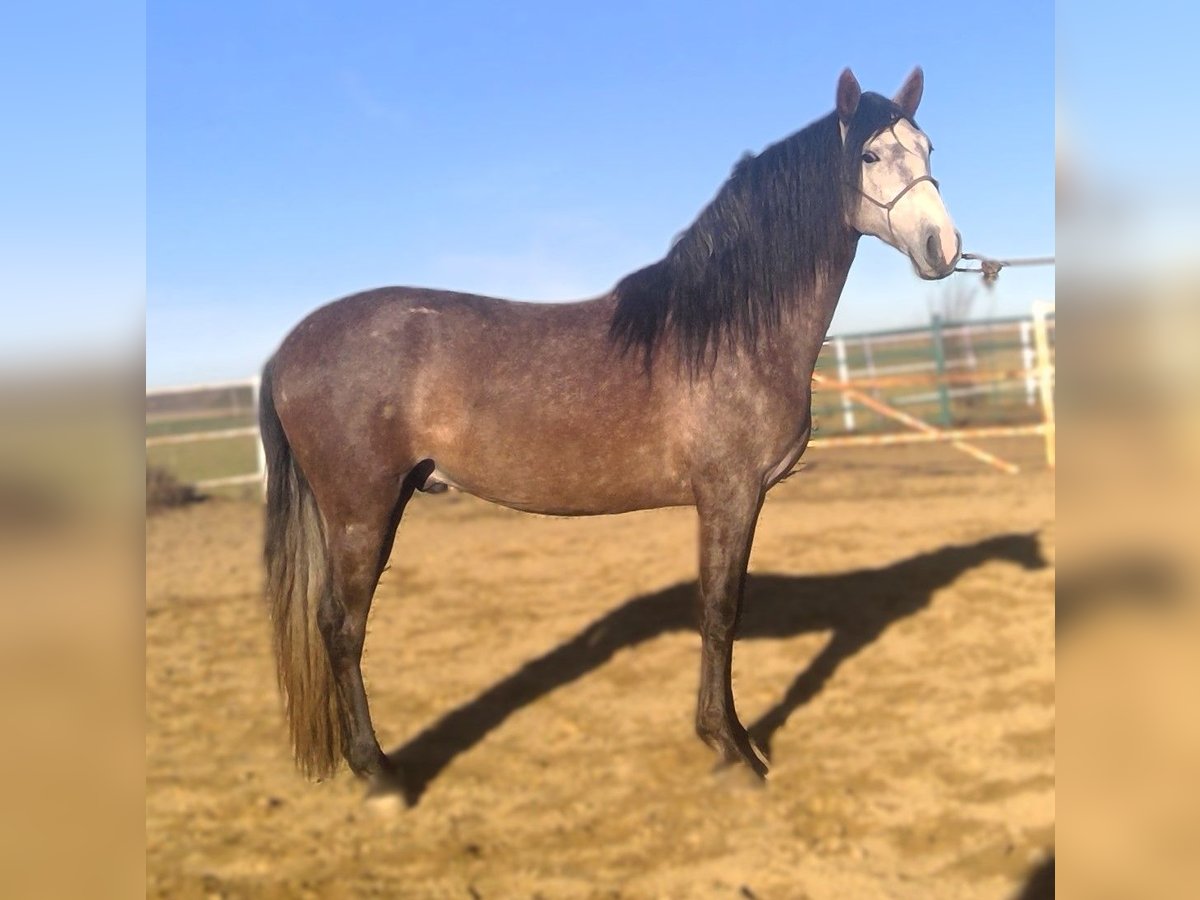 PRE Mix Stallion 4 years 15,2 hh Grey in Zamora