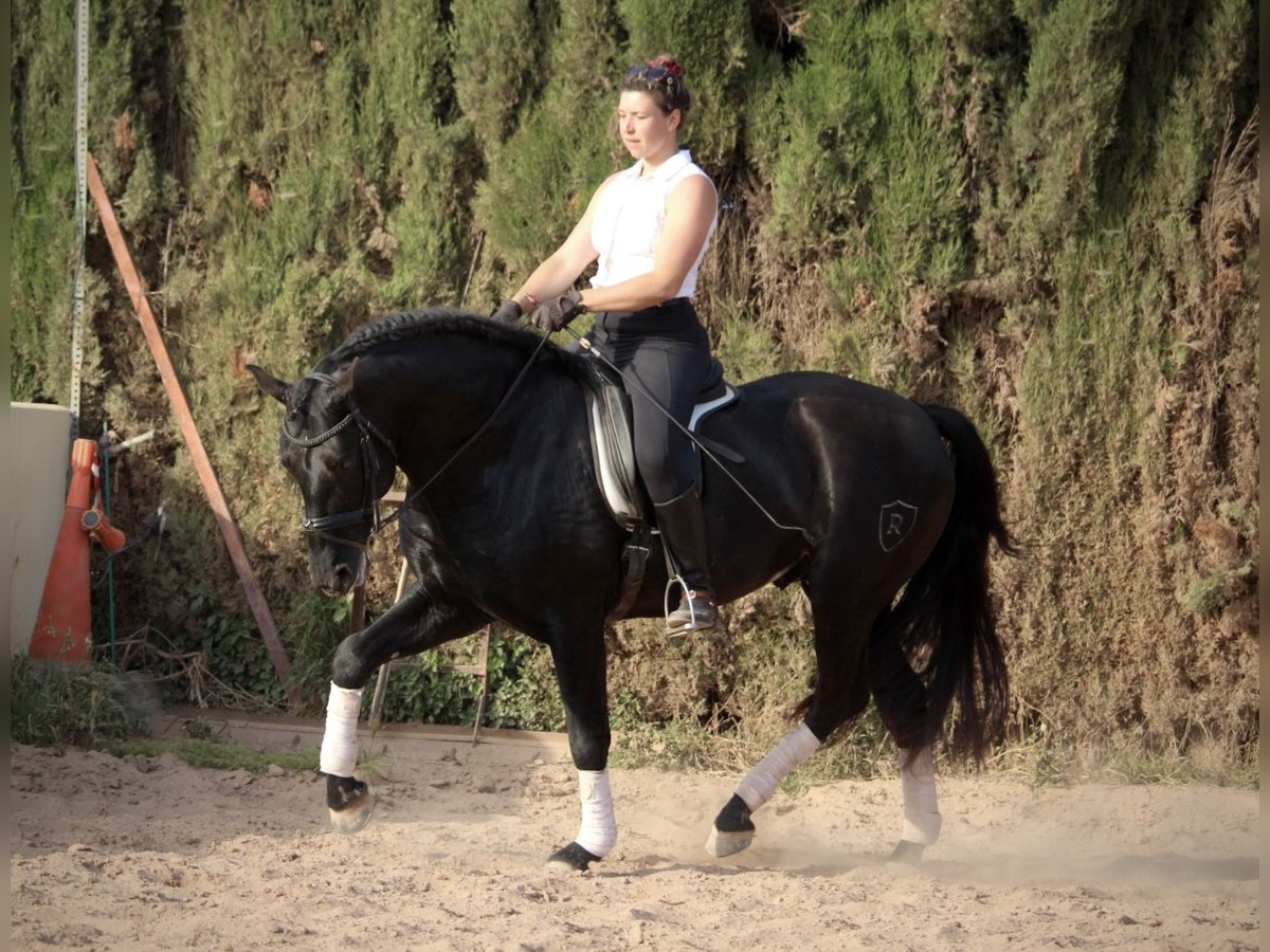 PRE Mix Stallion 4 years 15,3 hh Black in Valencia