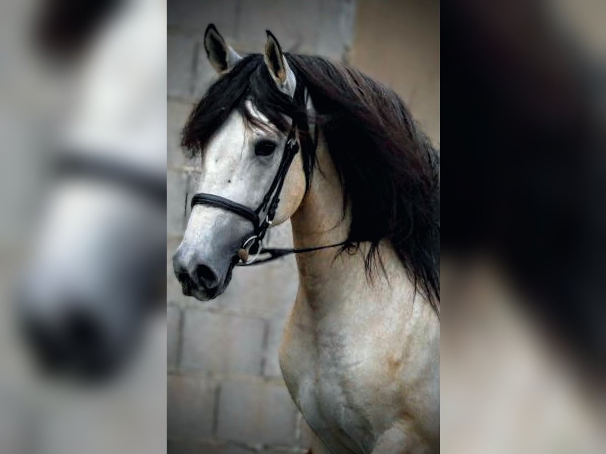 PRE Mix Stallion 4 years 15,3 hh Can be white in Valencia