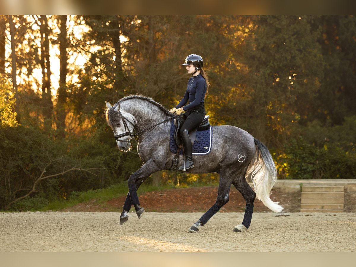 PRE Stallion 4 years 15,3 hh Gray-Dapple in Barcelona