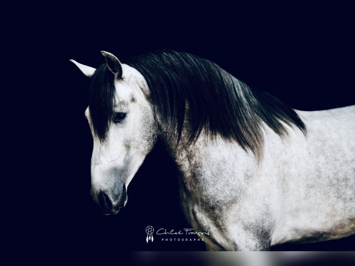 PRE Mix Stallion 4 years 15,3 hh Grey-Dapple in Roeser