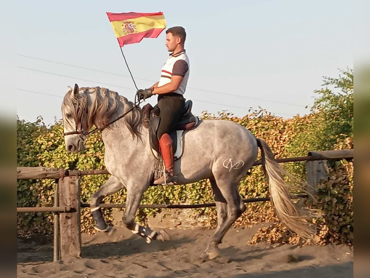PRE Mix Stallion 4 years 15,3 hh Grey in Galaroza (Huelva)