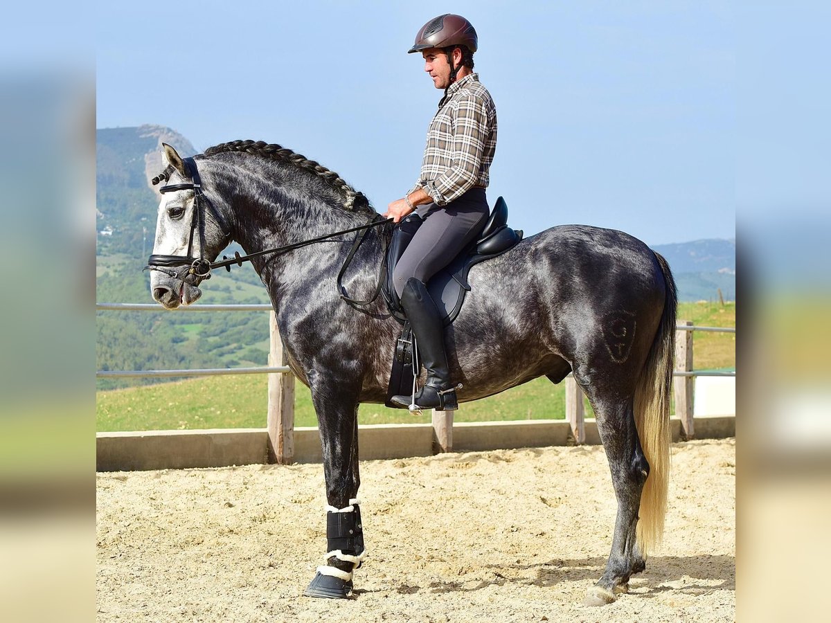 PRE Stallion 4 years 15,3 hh Grey in Las Pi&#xF1;as