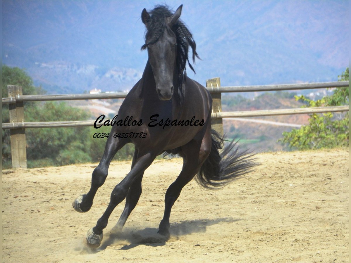 PRE Stallion 4 years 16,1 hh Black in Vejer de la Frontera