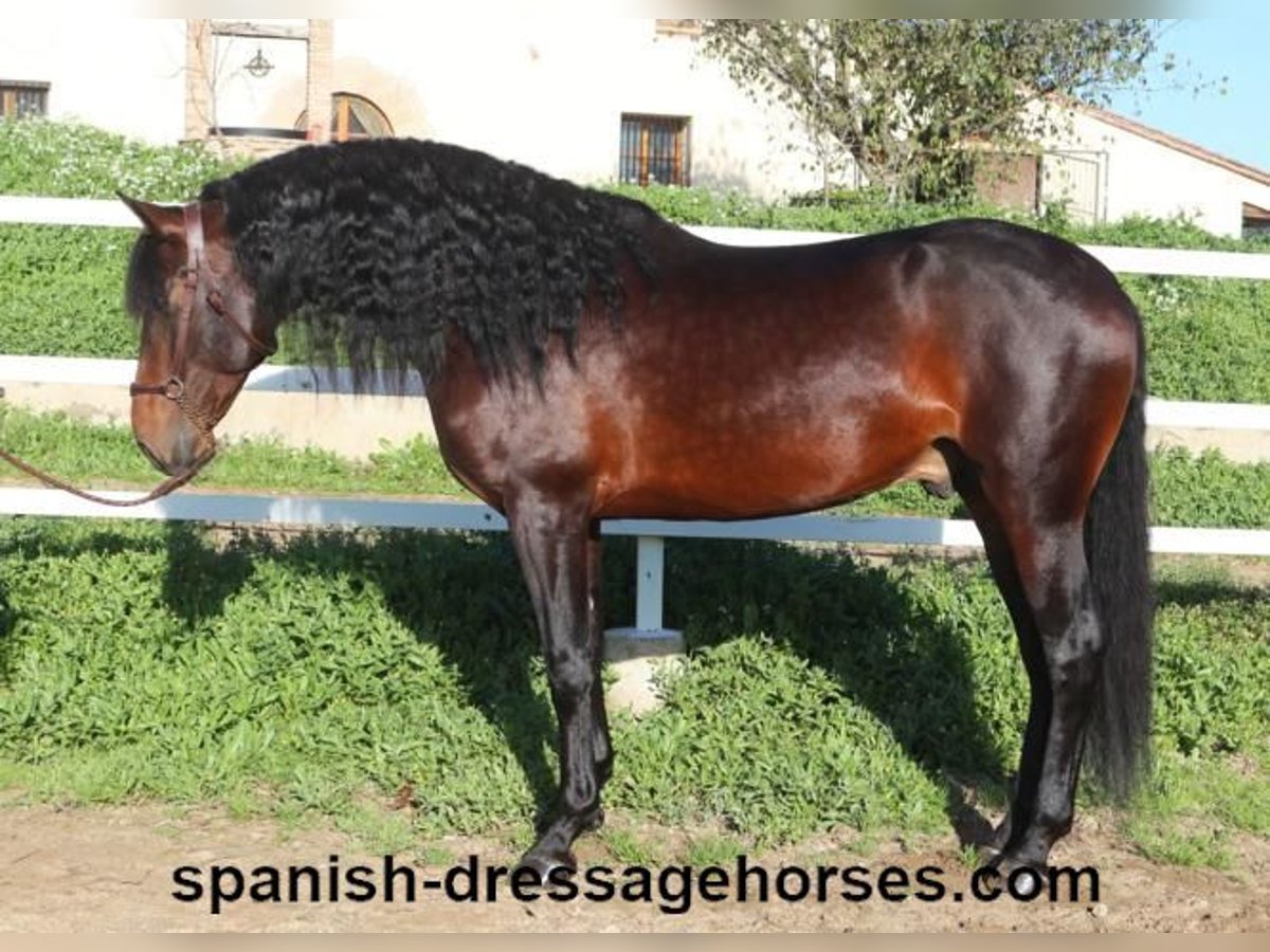 PRE Mix Stallion 4 years 16,1 hh Brown in Barcelona