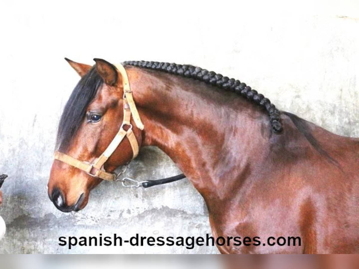 PRE Mix Stallion 4 years 16,1 hh Brown in Barcelona