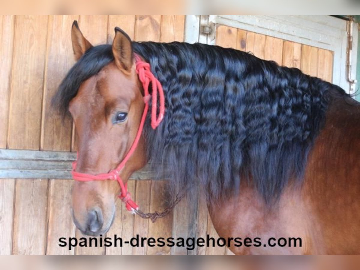 PRE Mix Stallion 4 years 16,1 hh Brown in Barcelona