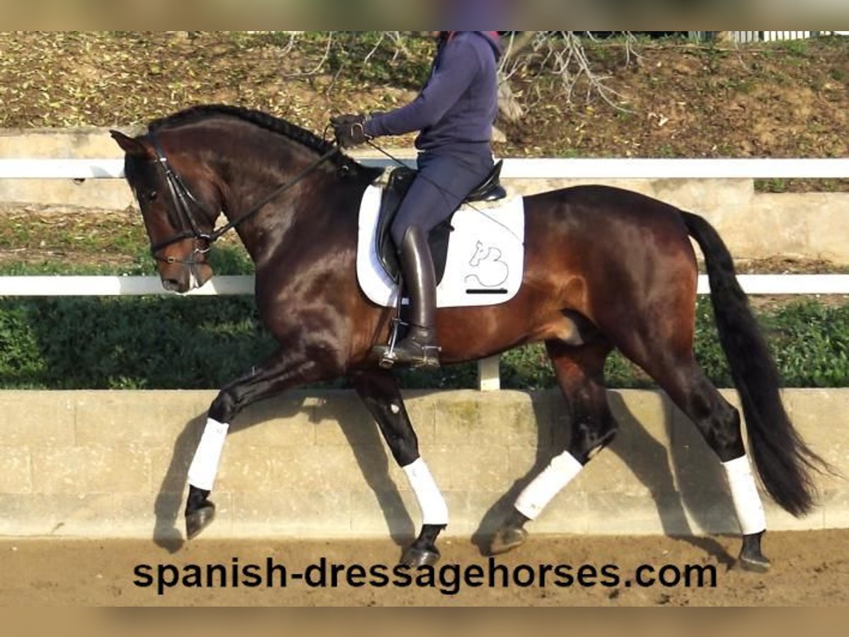 PRE Mix Stallion 4 years 16,1 hh Brown in Barcelona