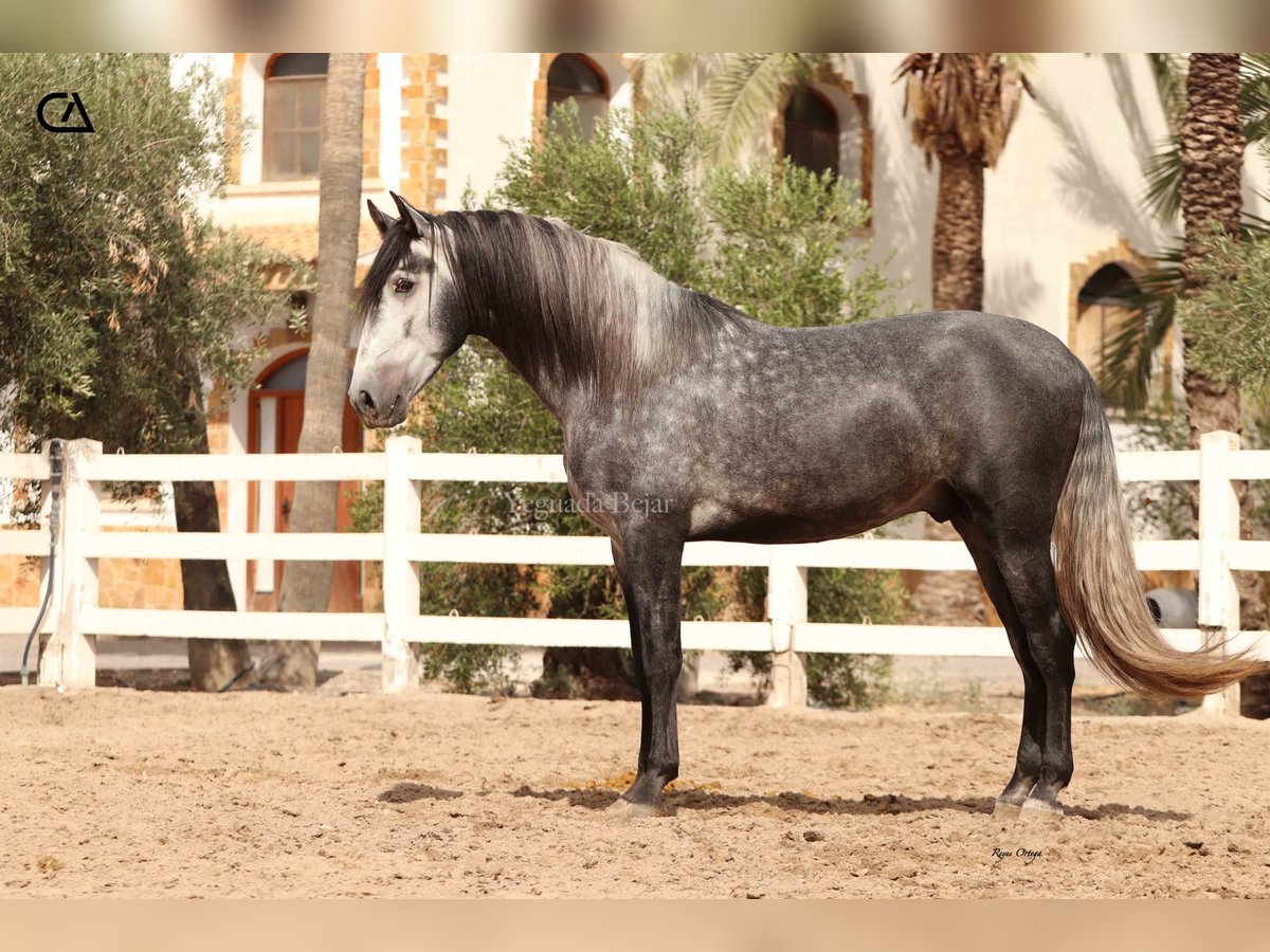 PRE Stallion 4 years 16,1 hh Gray-Dapple in Puerto Lumbreras