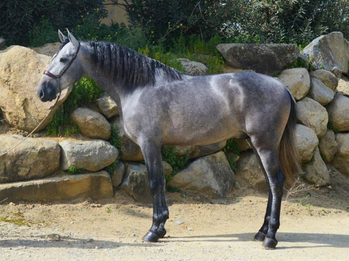 PRE Mix Stallion 4 years 16,1 hh Gray in NAVAS DEL MADRONO