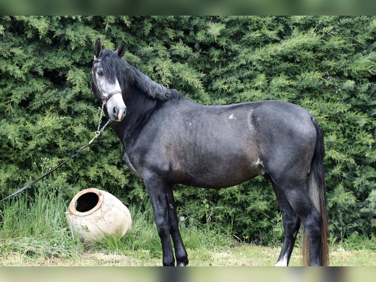 PRE Stallion 4 years 16,1 hh Gray in Pamplona/Iruña