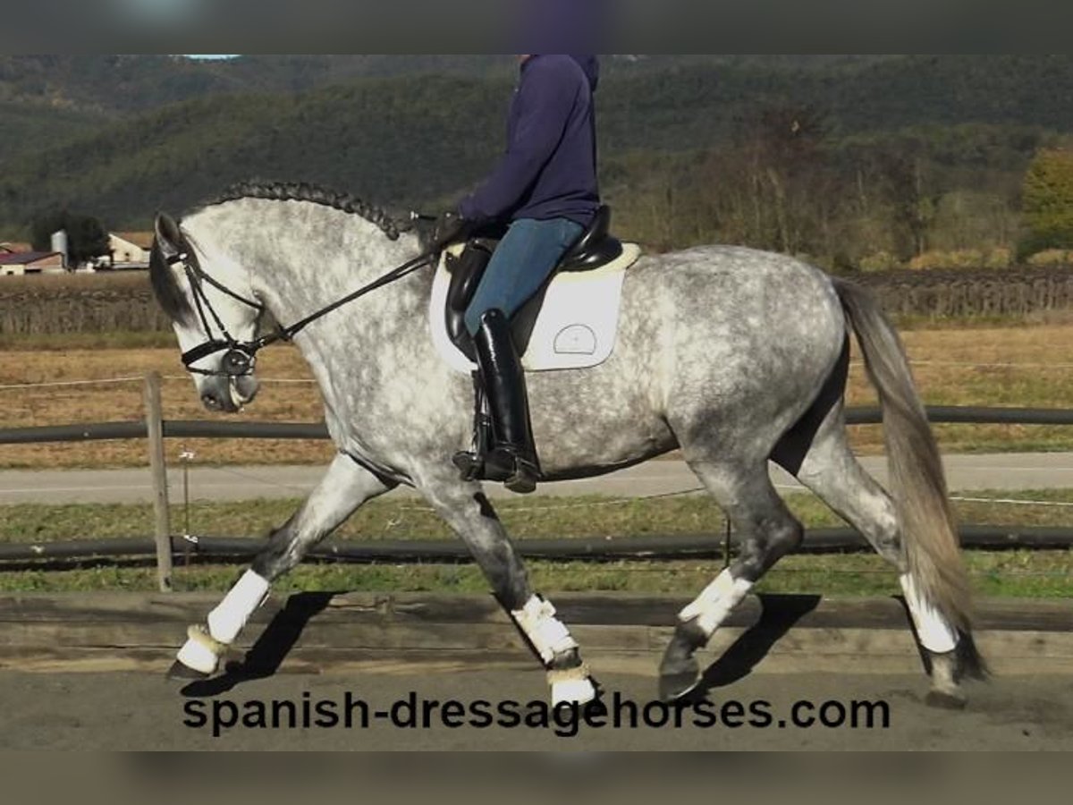 PRE Mix Stallion 4 years 16,1 hh Gray in Barcelona