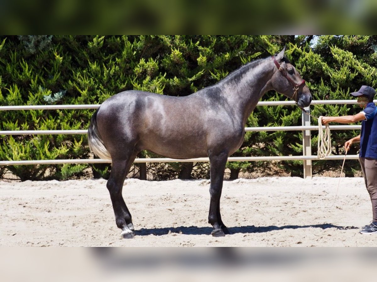 PRE Mix Stallion 4 years 16,1 hh Gray in NAVAS DEL MADRONO