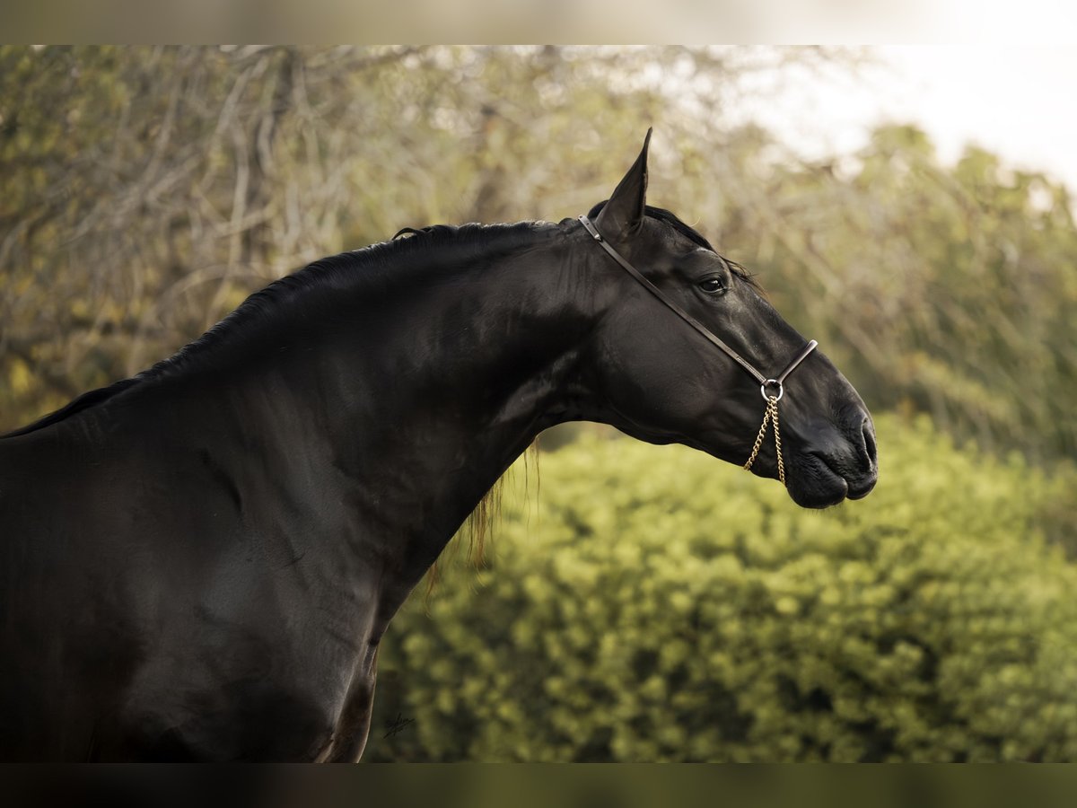 PRE Stallion 4 years 16,2 hh Black in Vilanova I La Geltru