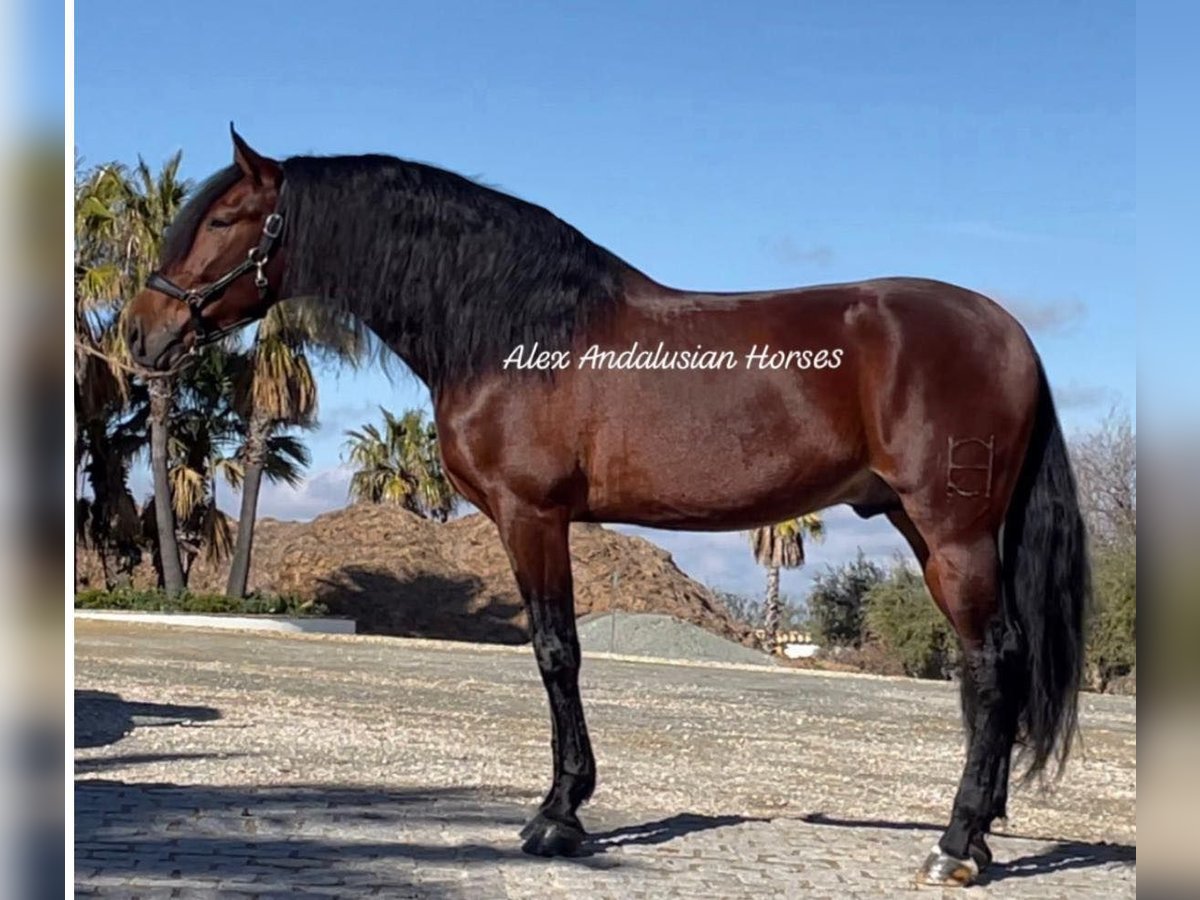 PRE Mix Stallion 4 years 16,2 hh Brown in Sevilla