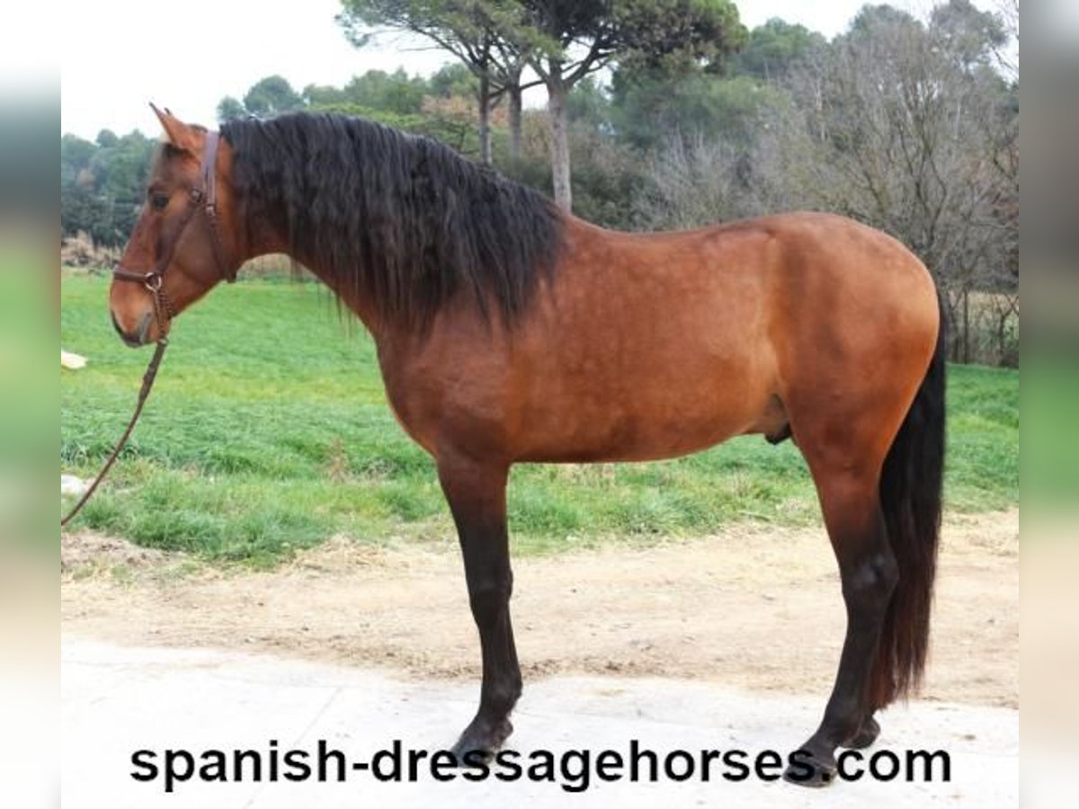 PRE Mix Stallion 4 years 16,2 hh Brown in Barcelona